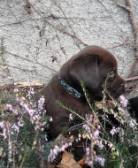 Štěňata labradorského retrievera