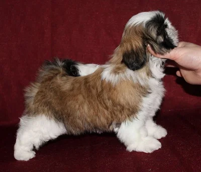 Štěňata Shih-tzu s PP (shi-tzu,ši-cu)