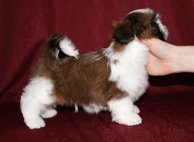 Štěňata Shih-tzu s PP (shi-tzu,ši-cu)