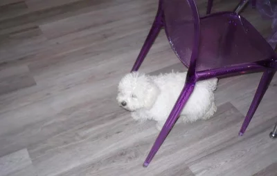 Boloňský psík - štěně pejsek