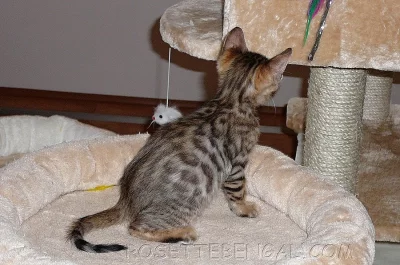 Bengálská kočka-kocour s PP2