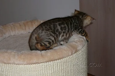 Bengálská kočka-kocour s PP4