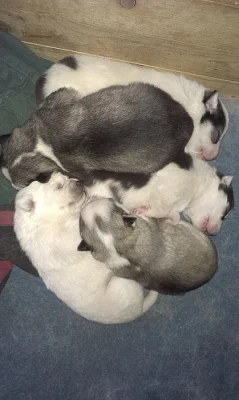Sibiřský husky