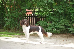 štěňata Malého münsterlandského ohaře