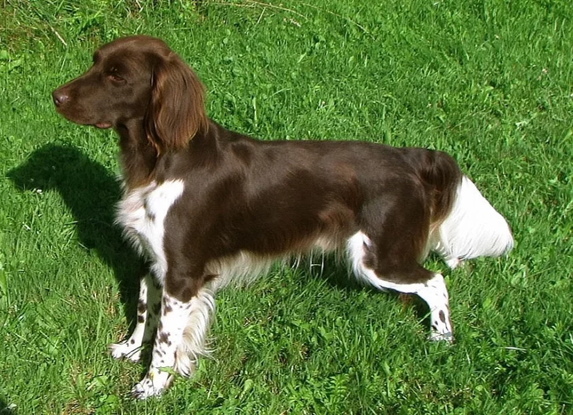 štěňata Malého münsterlandského ohaře