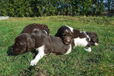 štěňata Malého münsterlandského ohaře