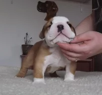 anglicky buldok s PP