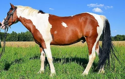Prodám welsh part-bred pony