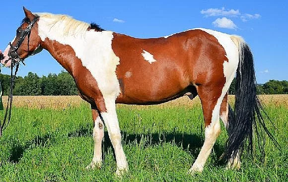 Prodám welsh part-bred pony
