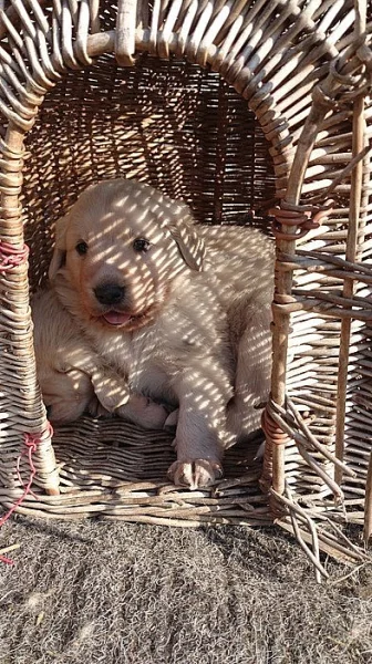 Štěňata Zlatý Retrívr + Čuvač