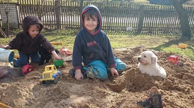 Štěňata Zlatý Retrívr + Čuvač