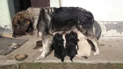 Štěňata Zlatý Retrívr + Čuvač