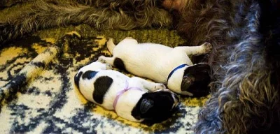 Prodám štěňata NDO s PP (Německý ohař drátosrstý)