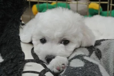 Bišonek -štěňátka s PP