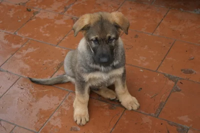 Prodám štěňata  německého ovčáka