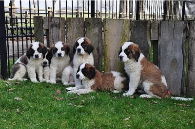 Silné Bernard štenata