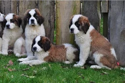 Silné Bernard štenata