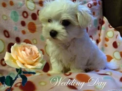 Krásné štěňátko maltézáčka