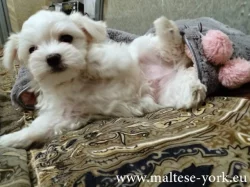 Krásné štěňátko maltézáčka