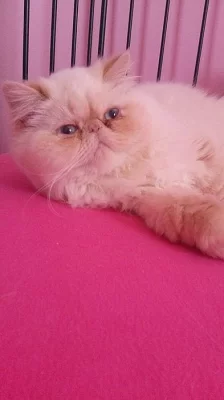 NABÍZÍM K PRODEJI KRÁSNOU KOČIČKU