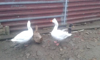 ČESKÁ HUSA CHOCHOLATÁ - houser