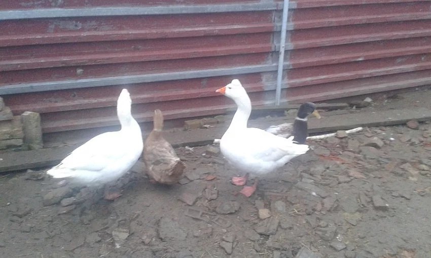 ČESKÁ HUSA CHOCHOLATÁ - houser