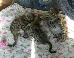 Bengálská kočka