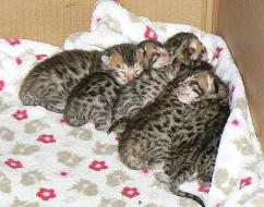 Bengálská kočka