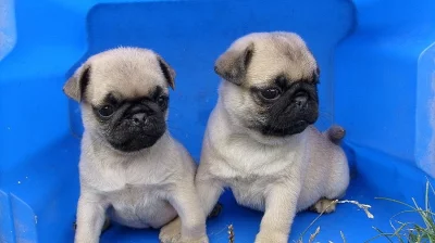 MOPS bez PP koupím fenečku