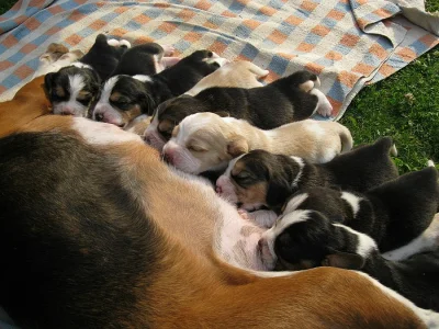 štěňata bígla beagle
