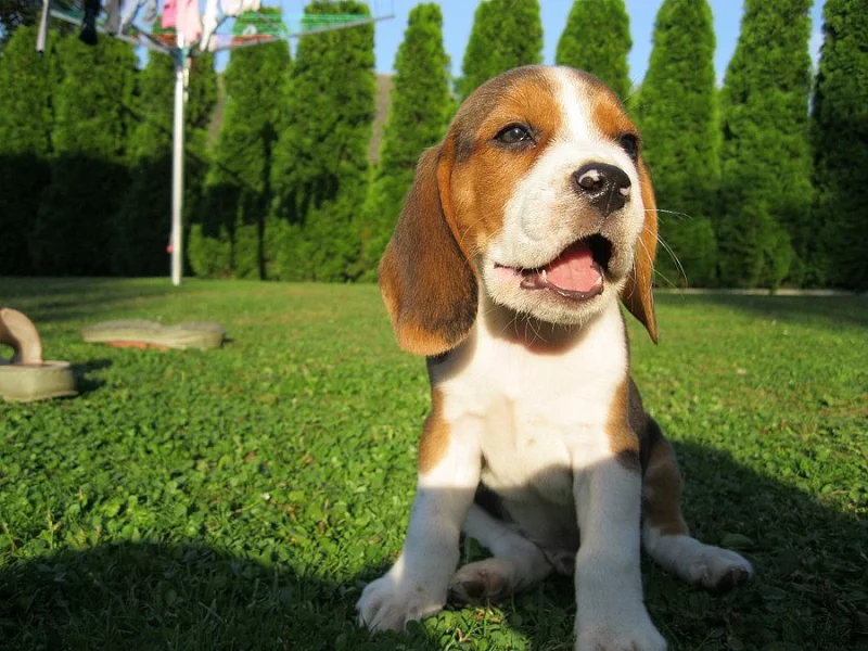 štěňata bígla beagle