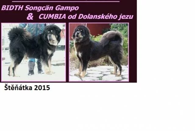 Štěňátka Tibetské dogy s PP