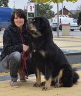 Štěňátka Tibetské dogy s PP
