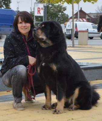 Štěňátka Tibetské dogy s PP