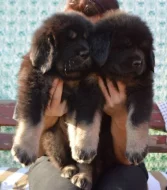 Štěňátka Tibetské dogy s PP