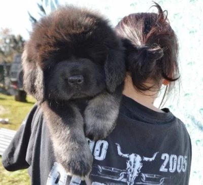 Štěňátka Tibetské dogy s PP