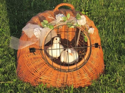 SVATEBNÍ HOLUBI OSTRAVA