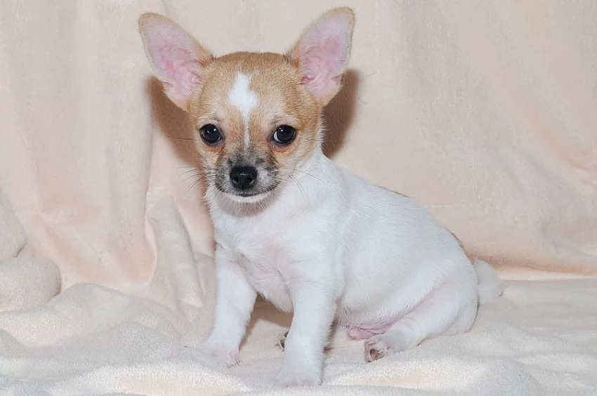 Prodám štěnátko krátkosrsté čivavy