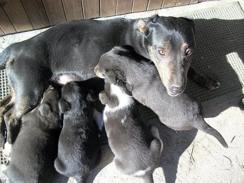 Do dobrých rukou darujeme štěňátka