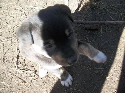 Do dobrých rukou darujeme štěňátka