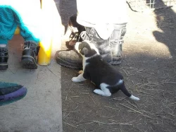 Do dobrých rukou darujeme štěňátka