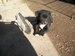 Do dobrých rukou darujeme štěňátka