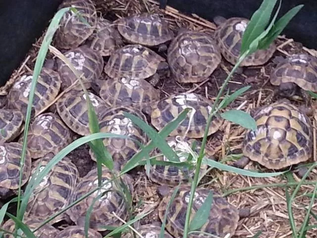 Suchozemská želva, želva zelenavá