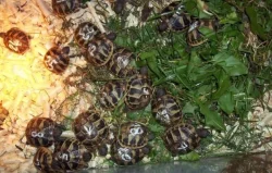 Suchozemská želva, želva zelenavá