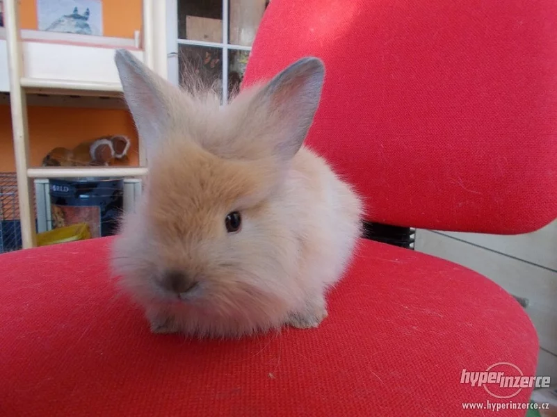 Zakrslý králíček s teddy genem