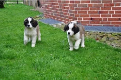 Hravé Bernard štenata