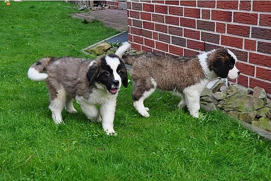 Hravé Bernard štenata