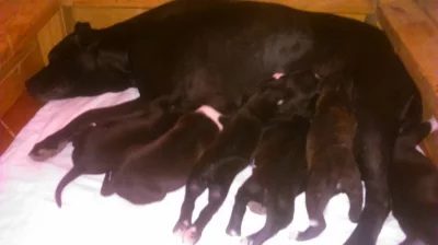 Nádherná šťěňata