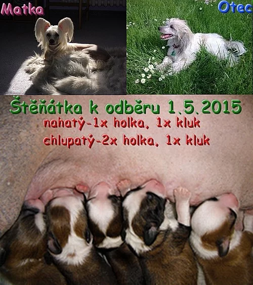 Čínský chocholatý pes-ŠTĚŇATA