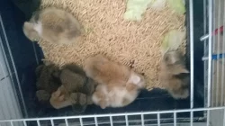 Prodám zakrslé králíčky s Teddy genem